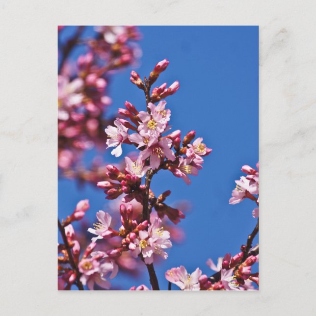 Sakura Körsbärsblommor Vidrör Blå Vykort (Framsida)