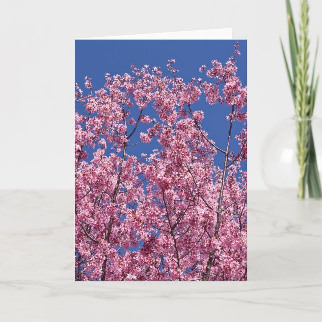 Sakura Körsbärsblomning I Det Blå Kort (Framsida)