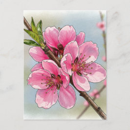 Sakura Körsbärsträd Blommig Postkort Postcrossing Vykort