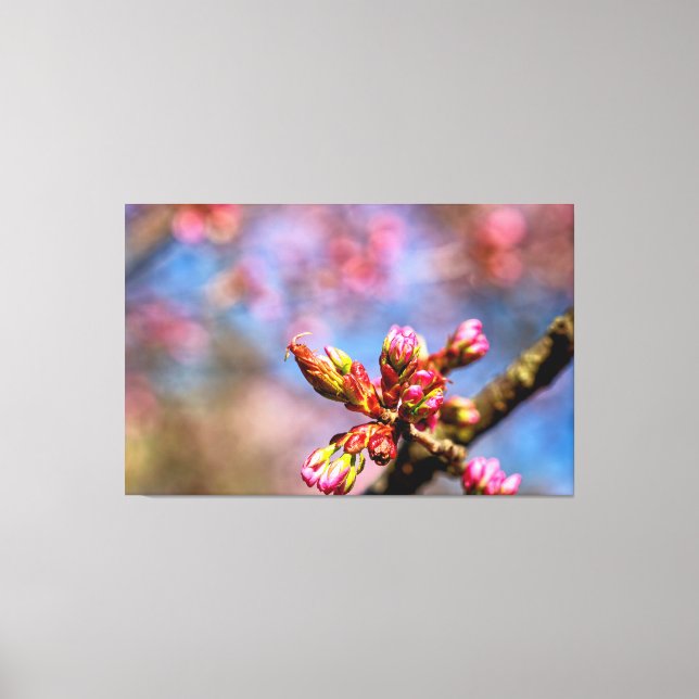 Sakura Körsbärsträdets knoppar. Vårens början Canvastryck (Framsida)