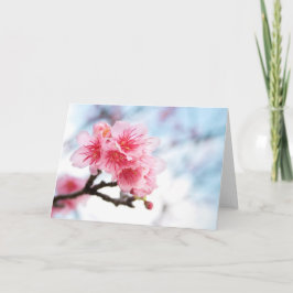 Sakura Kort