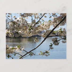 sakura matsuri vykort