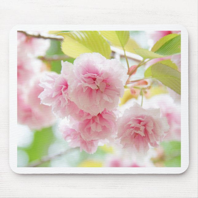 sakura musmatta (Framsidan)