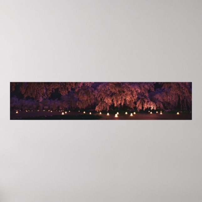 Sakura (Natten) Panorama Poster (Framsidan)