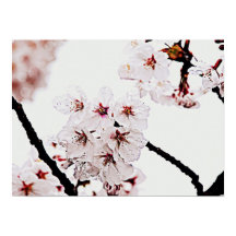 SAKURA PHOTOGRAPHY