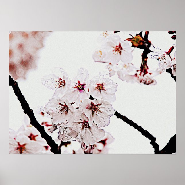 SAKURA PHOTOGRAPHY POSTER (Framsidan)