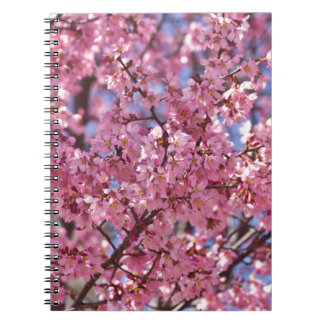 Sakura Rosa Cherry Blommar Himlar Anteckningsbok Med Spiral