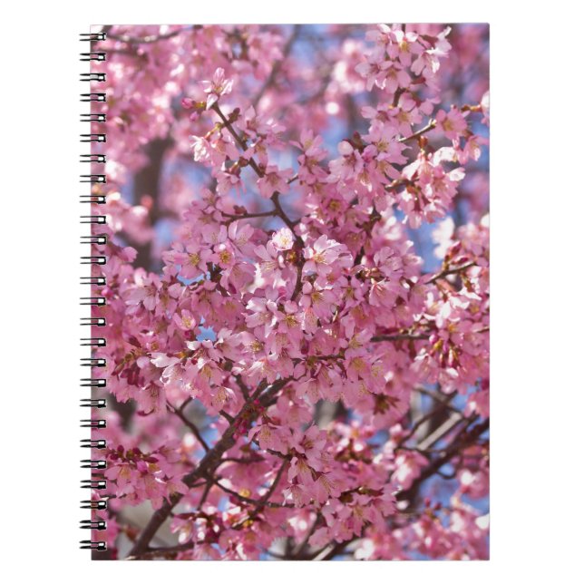 Sakura Rosa Cherry Blommar Himlar Anteckningsbok Med Spiral (Framsidan)