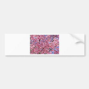 Sakura Rosa Cherry Blommar Himlar Bildekal