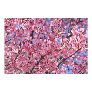 Sakura Rosa Cherry Blommar Himlar Fototryck