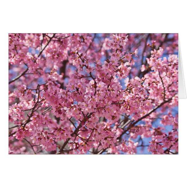 Sakura Rosa Cherry Blommar Himlar Hälsningskort (Framsidan Horizontal)