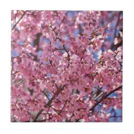 Sakura Rosa Cherry Blommar Himlar Kakelplatta