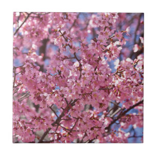 Sakura Rosa Cherry Blommar Himlar Kakelplatta