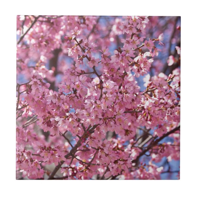 Sakura Rosa Cherry Blommar Himlar Kakelplatta (Framsidan)