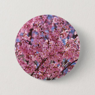 Sakura Rosa Cherry Blommar Himlar Knapp