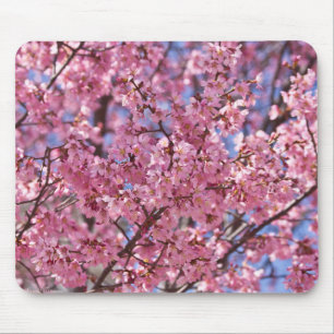Sakura Rosa Cherry Blommar Himlar Musmatta