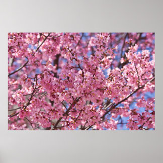 Sakura Rosa Cherry Blommar Himlar Poster