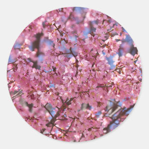 Sakura Rosa Cherry Blommar Himlar Runt Klistermärke