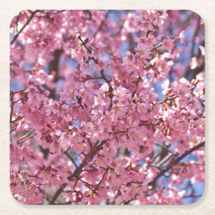 Sakura Rosa Cherry Blommar Himlar Underlägg Papper Kvadrat