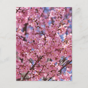 Sakura Rosa Cherry Blommar Himlar Vykort