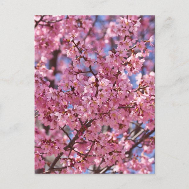 Sakura Rosa Cherry Blommar Himlar Vykort (Framsida)