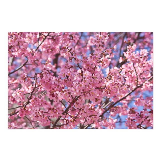 Sakura Rosa Körsbärsblomshimmel Fototryck (Framsidan)