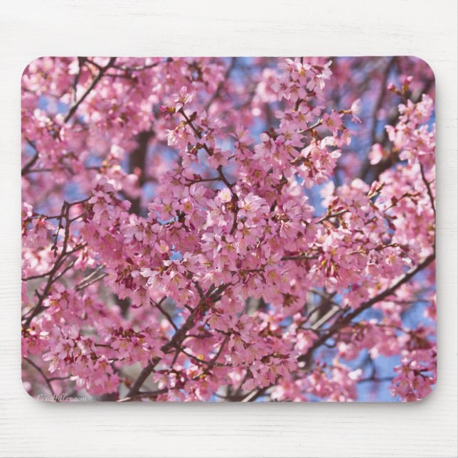 Sakura Rosa Körsbärsblomshimmel Musmatta (Framsidan)