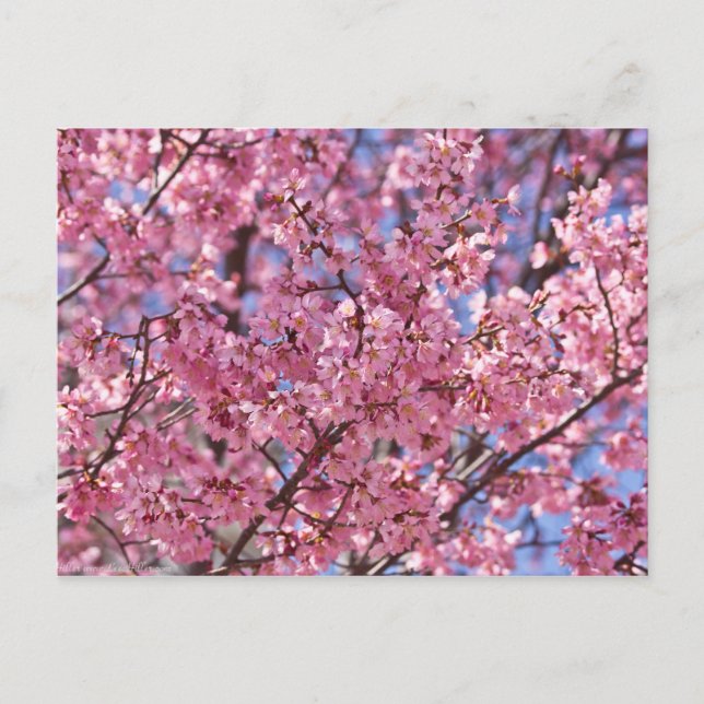 Sakura Rosa Körsbärsblomshimmel Vykort (Framsida)