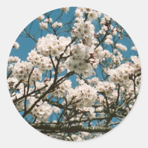 sakura runt klistermärke