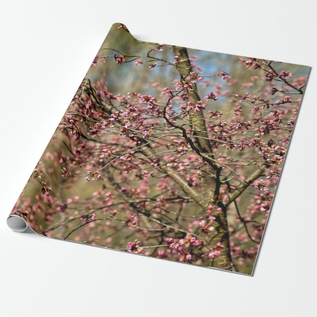 Sakura Träd är Redo till blomman i Vår Presentpapper (Utrullad)
