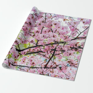 Sakura Träd i Fullt Rosa Bloom in Springtime Presentpapper