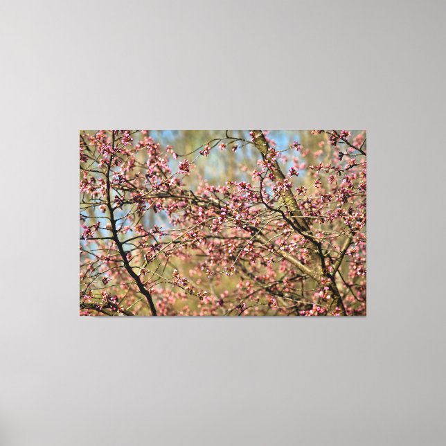 Sakura-trädet är redo att blomma i vårträdgården canvastryck (Framsida)