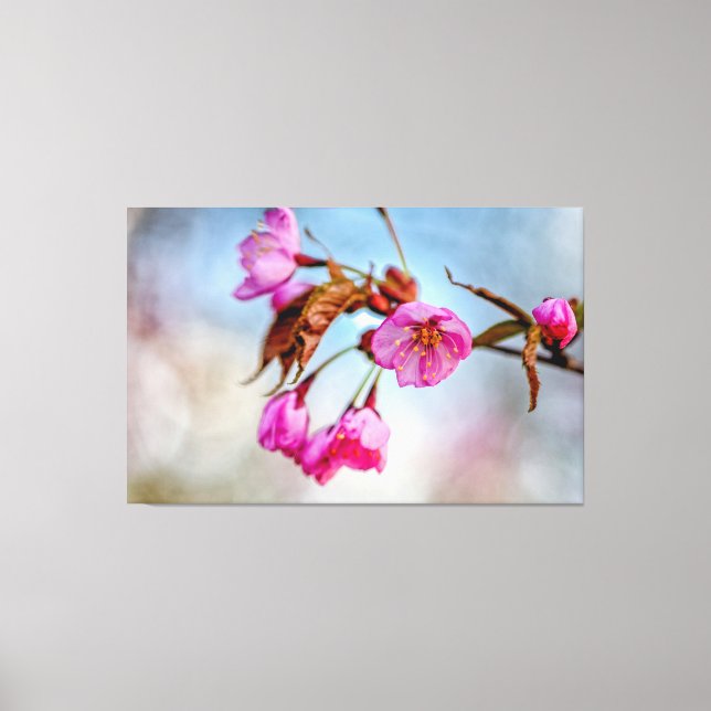 Sakurablommor i mjuk rosa färg under våren canvastryck (Framsida)