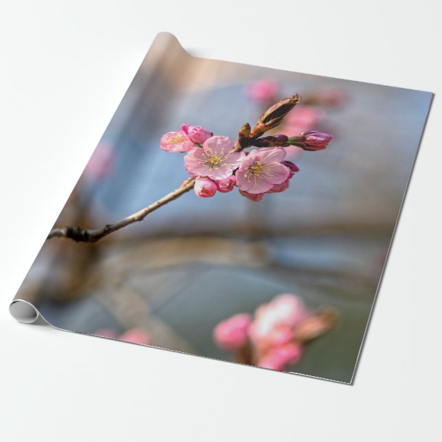 Sakurablommor mot Gråttets bakgrund Presentpapper (Utrullad)