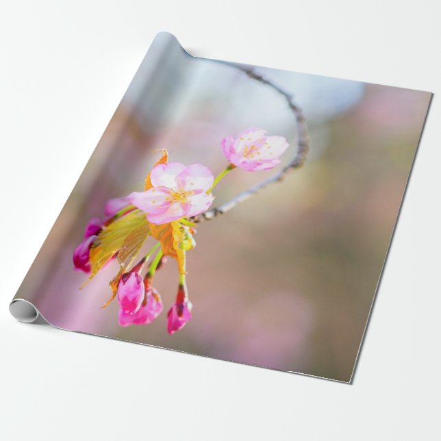 Sakurablommor på tippan Helix Presentpapper (Utrullad)