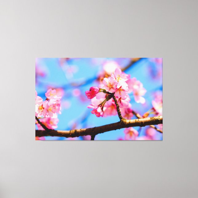 Sakurablommornas Charmerande Skönhet På Våren Canvastryck (Framsida)