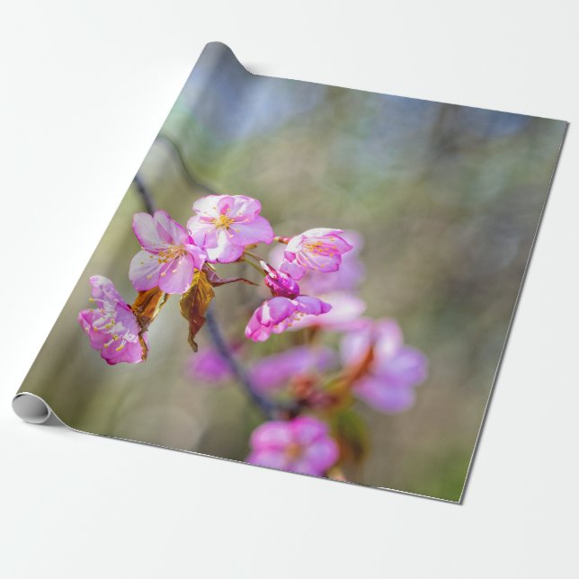 Sakurablommornas enkla skönhet presentpapper (Utrullad)