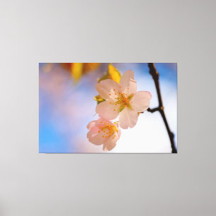 Sakurablommornas Häpnadsväckande Skönhet På Våren Canvastryck