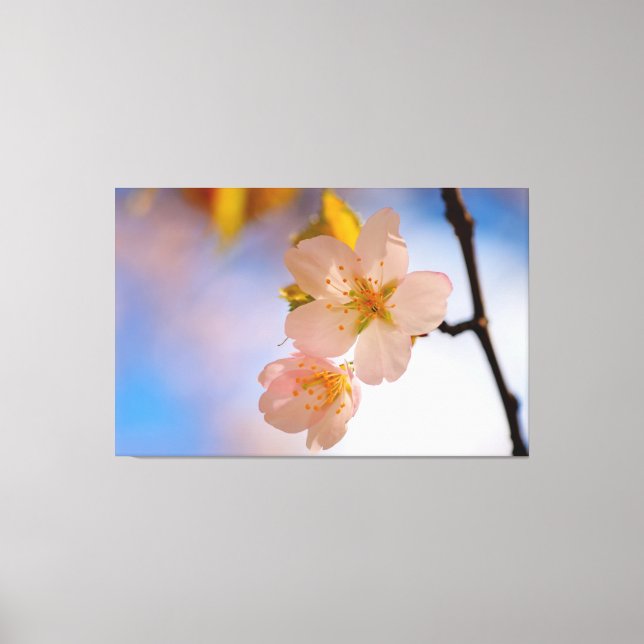 Sakurablommornas Häpnadsväckande Skönhet På Våren Canvastryck (Framsida)