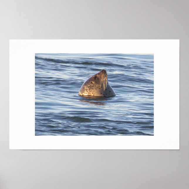 Säl Foto Affisch (Framsidan)