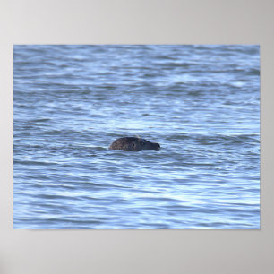 Säl fotoposter poster