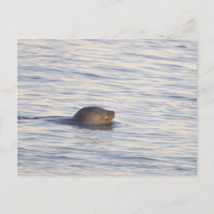 Säl i havet Foto vykort