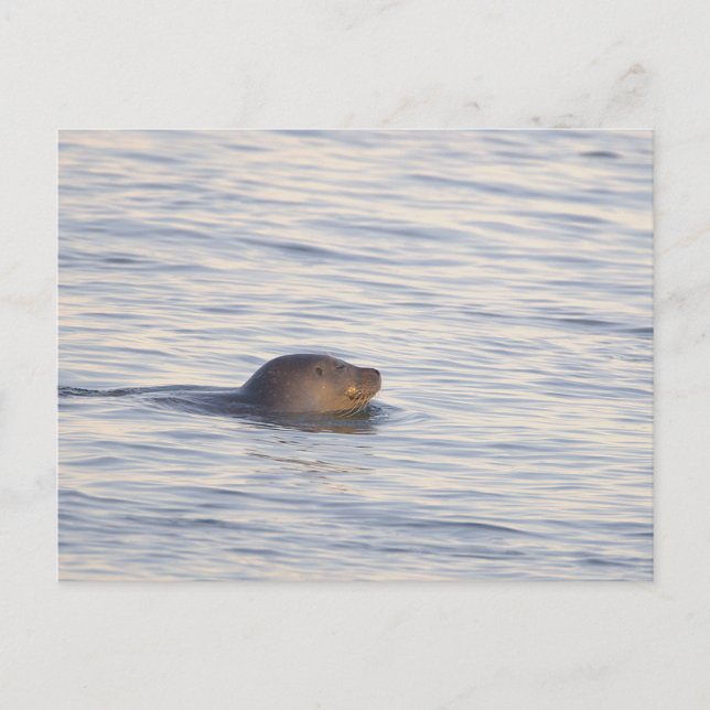 Säl i havet Foto vykort (Framsida)