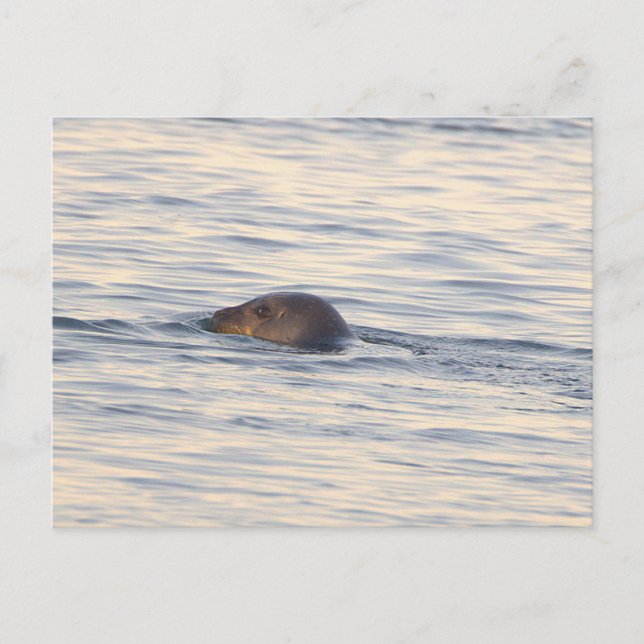 Säl i havet Foto vykort (Framsida)
