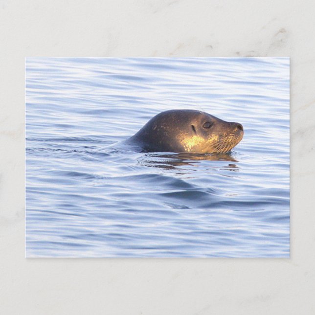 Säl i havet Foto vykort (Framsida)