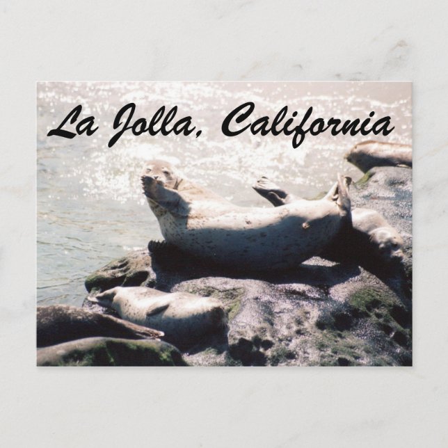 Sal i La Jolla California Photo Postcard Vykort (Framsida)