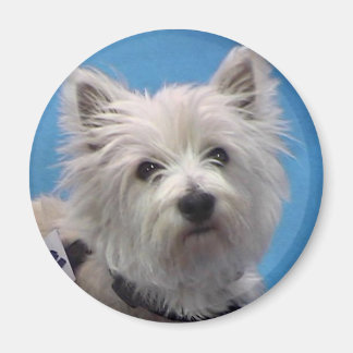 Sal Magnet