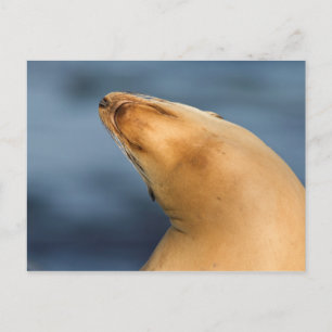 Säl på stranden vykort