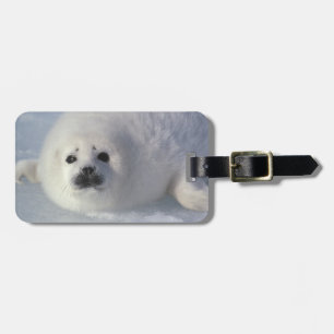Säl (Phoca groenlandica) En veckogammal säl Bagagebricka
