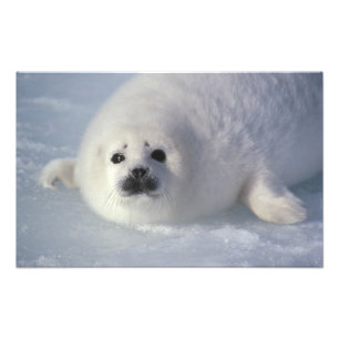 Säl (Phoca groenlandica) En veckogammal sälunge Fototryck